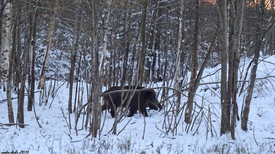 карта охотничьих угодий ульяновской области. карта охотника. охотничьи угодья rogue. селькин пруд охота орловская область рыбалка. охотничьи угодья rogue.