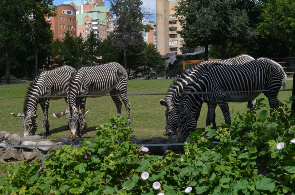 Зоопарк 1 час. Скульптура в Московском зоопарке. Первый зоопарк. Зоопарк 1м. Первый зоопарк в мире.
