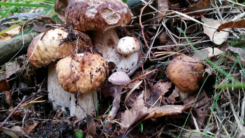 Лес остыл и листья сбросил… — DRIVE2