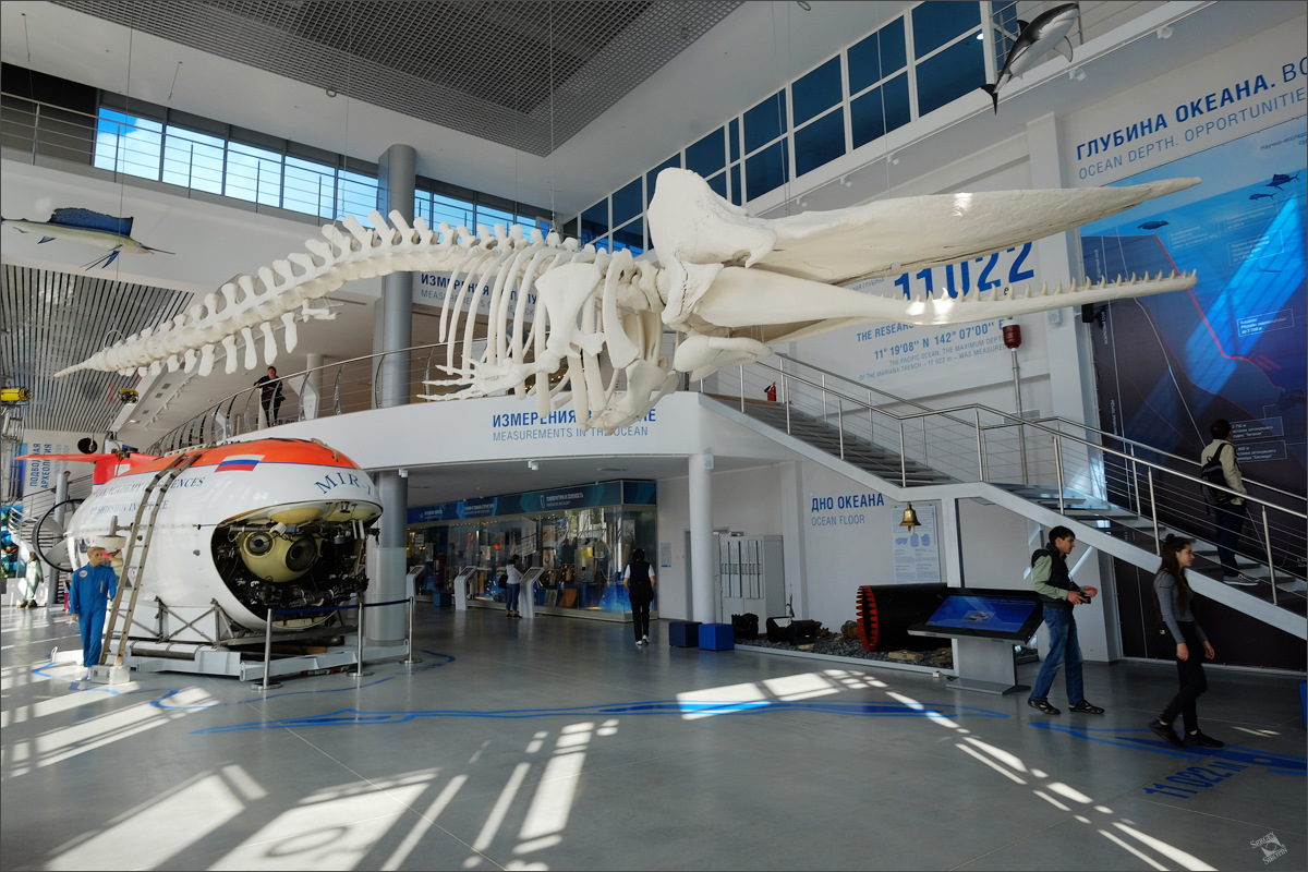 Музей мирового океана в калининграде фото