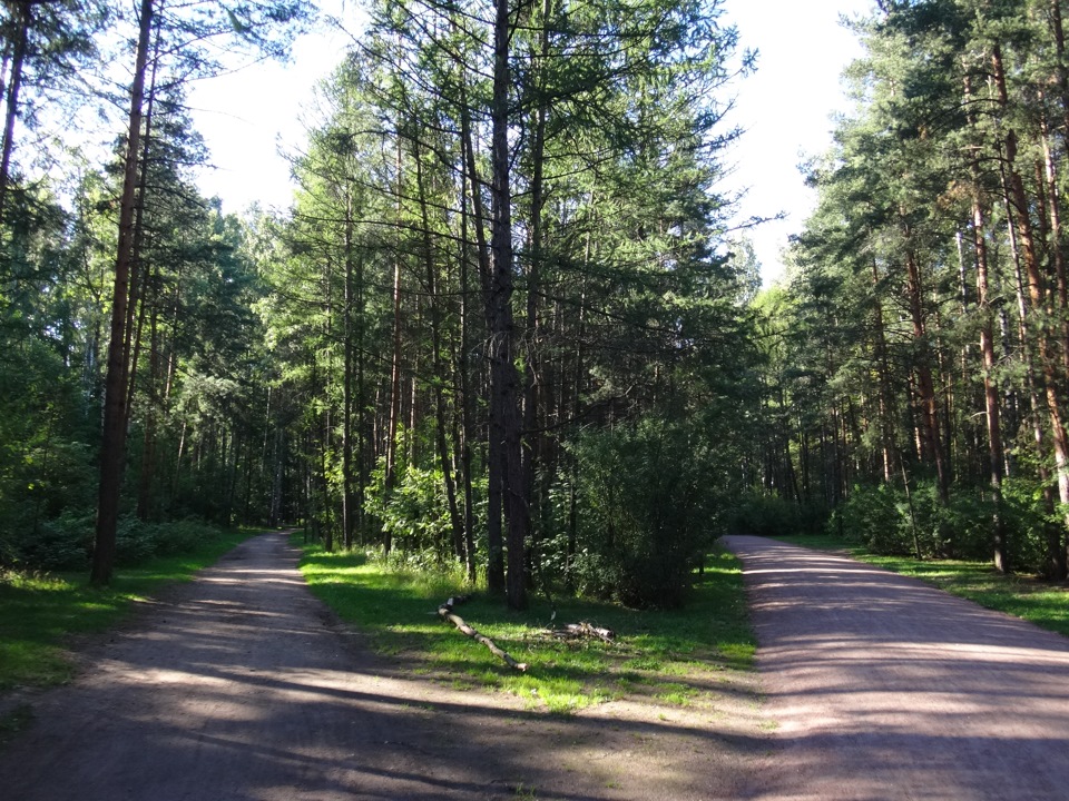 Парк сосновка в санкт петербурге. Лесопарк Сосновка. Сосновка парк Белгород. Лесопарк Сосновка Белгород. Парк Сосновка Кировская область.