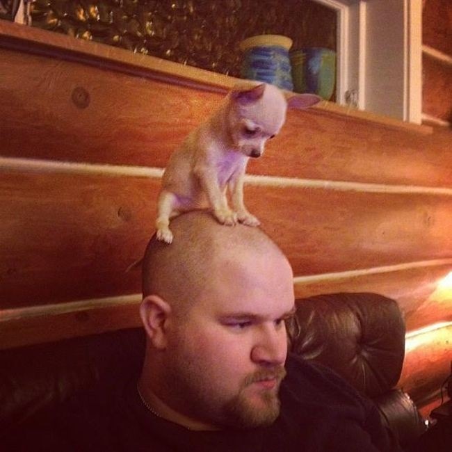 Кот с лысиной на голове мем Собачий позитифффф)))1 - Сообщество "Позитивов ☺ зы" на DRIVE2