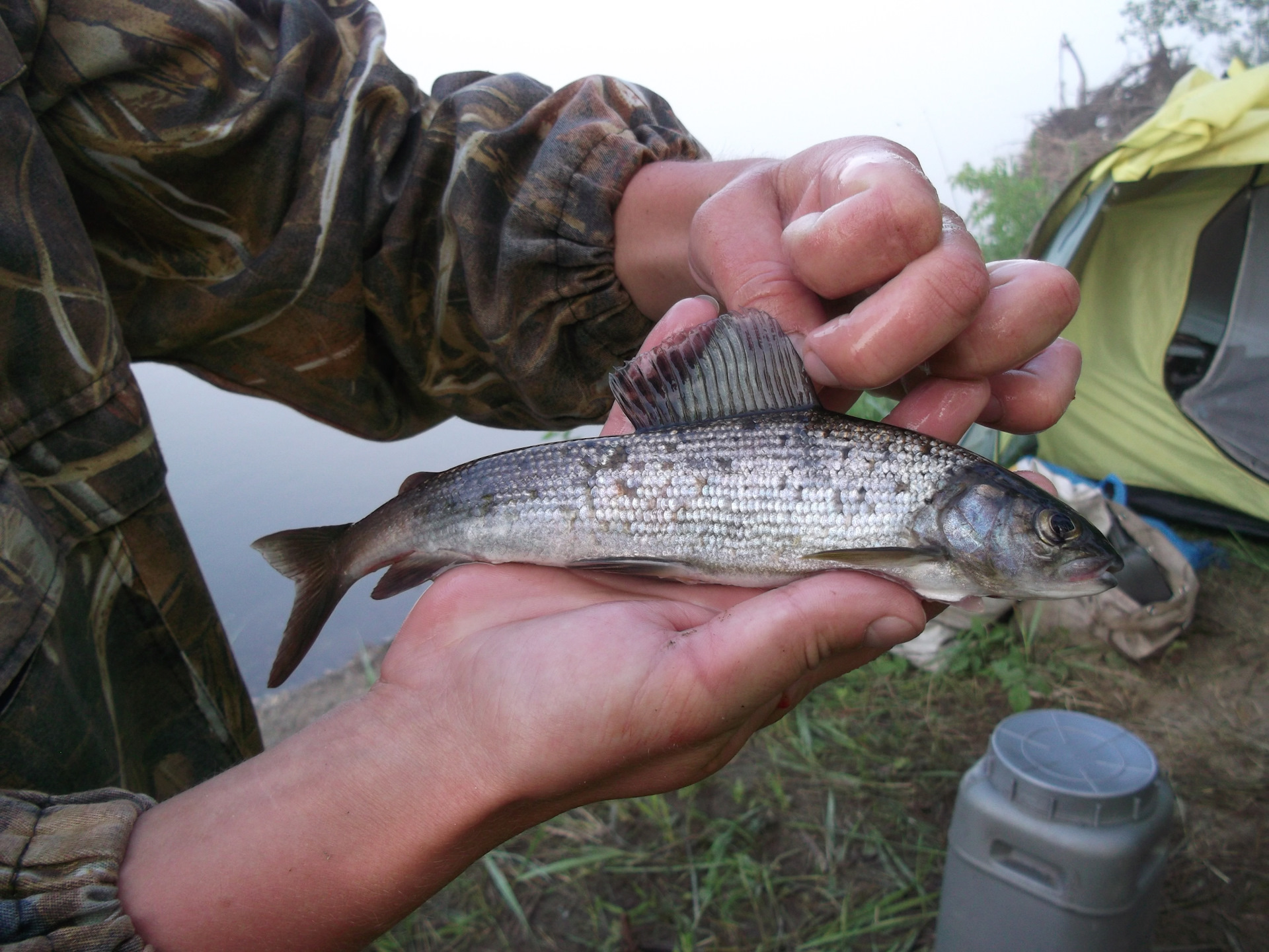 Рыба в реке Томь Кемеровская область
