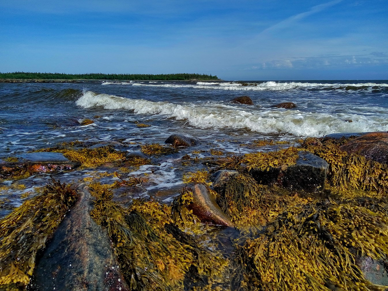 Краски белого моря. Ббс Лагуна белого моря. Белое море вода. Золото белого моря. Белое и желтое море.