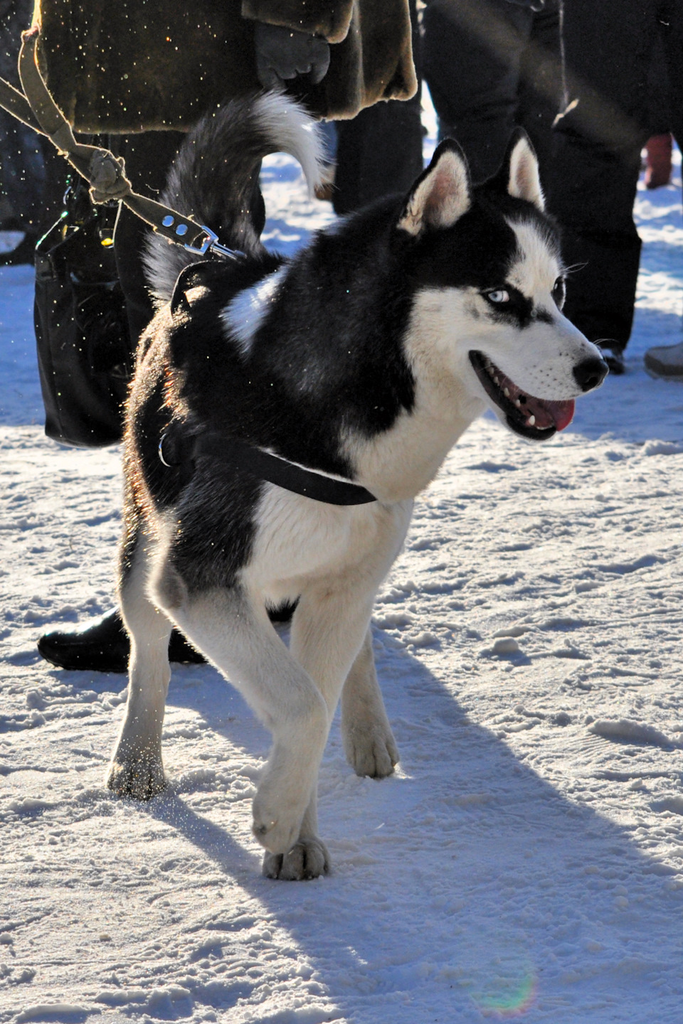 Хитрюга — Jeep Grand Cherokee (ZJ)