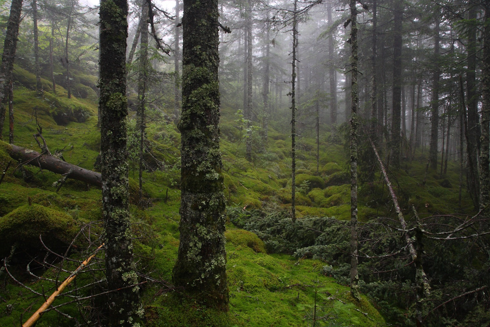 Фото в бортжурнале Toyota HiAce (H100)