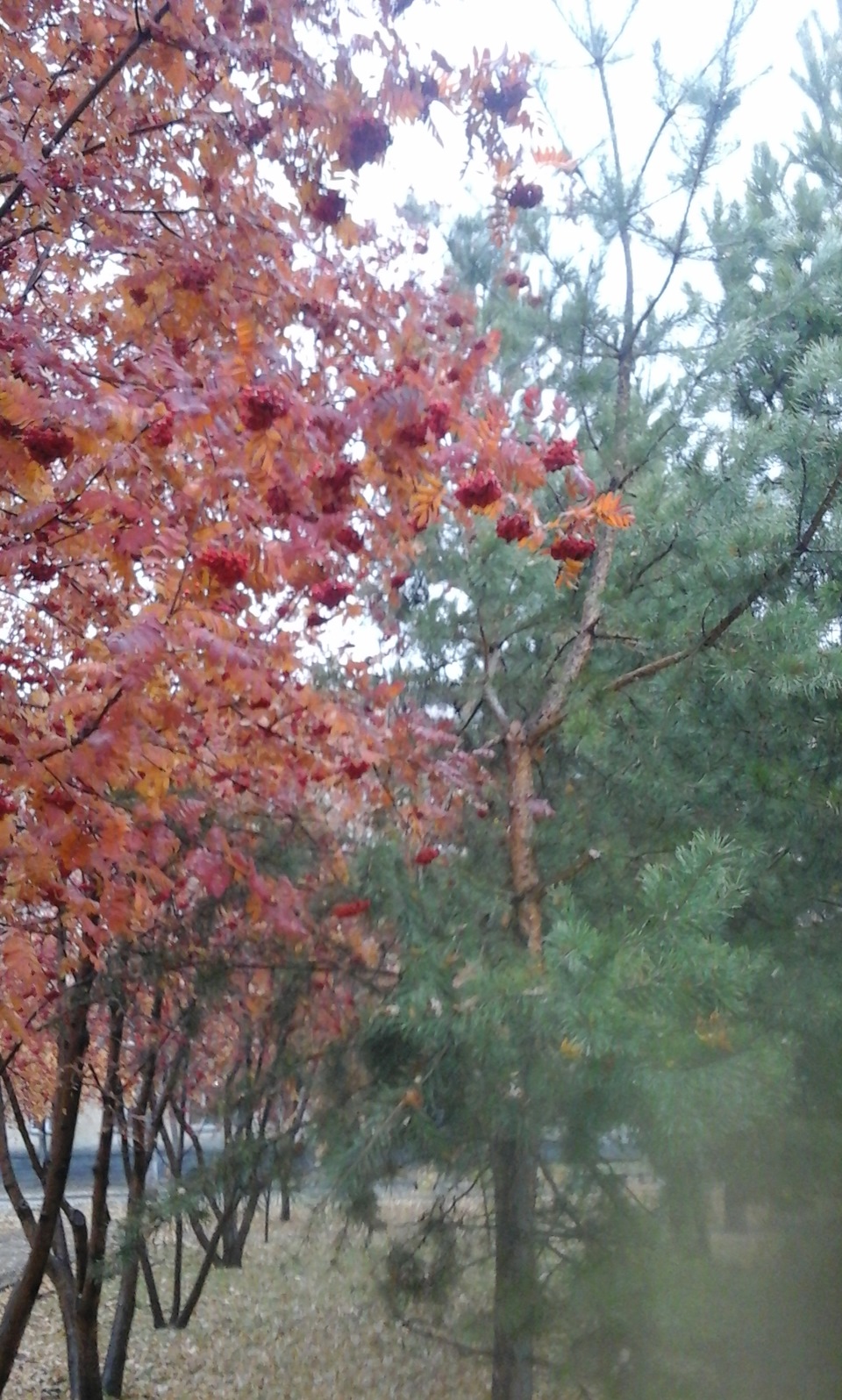 Осень-осень…Лес остыл и листья сбросил… — DRIVE2