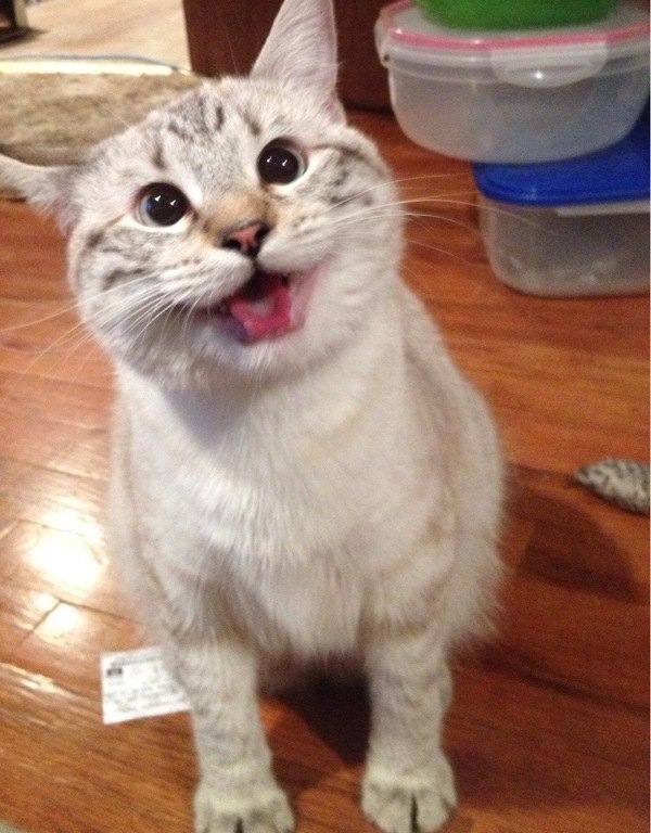 Счастливый котик