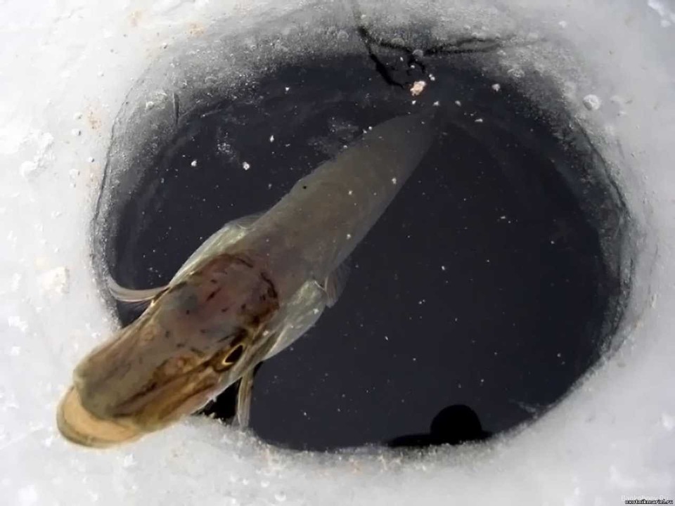 подводная охотаспит рыба зимой или нет?р.Днепр — Сообщество «Подводная  Охота» на DRIVE2