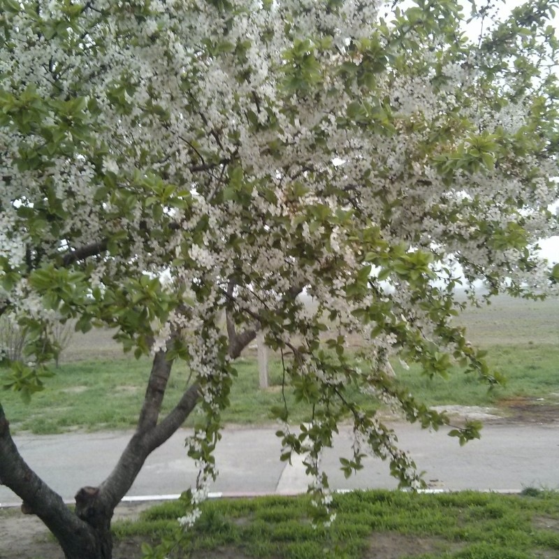 в Краснодар на майские — Citroen C4 (1G), 1,6 л, 2010 года ...