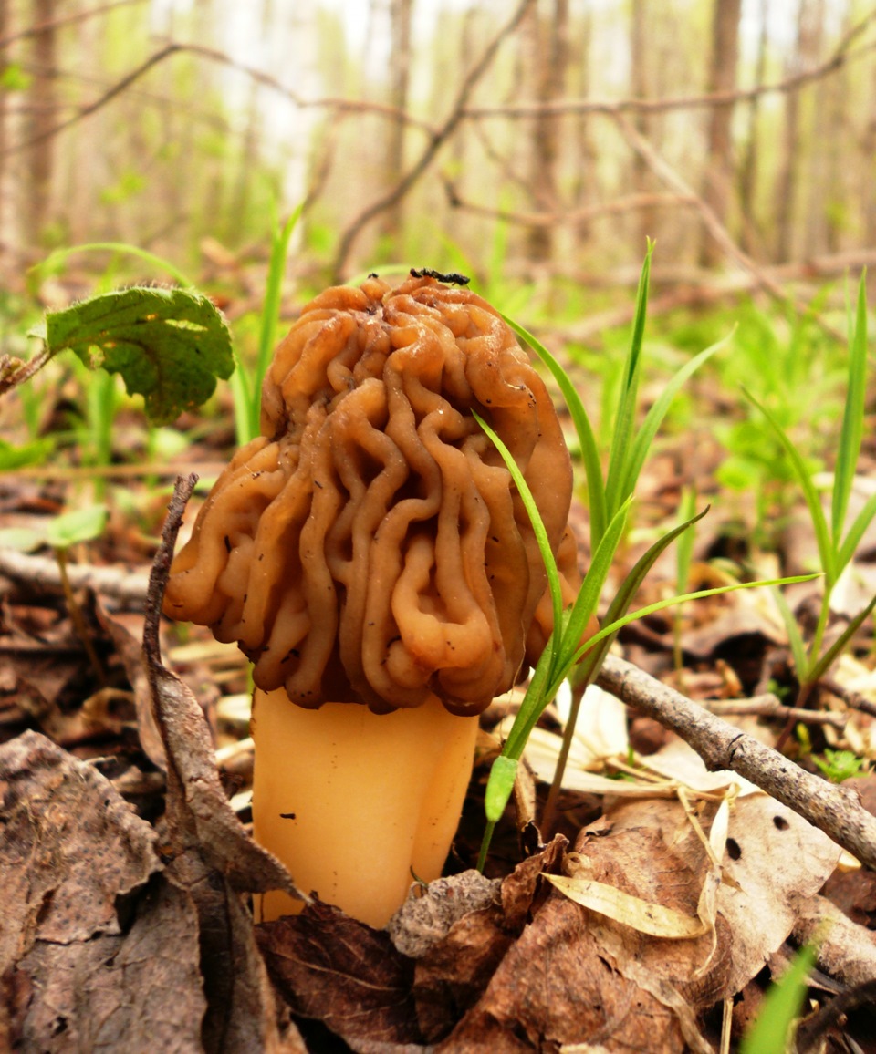 Все весенние грибы фото и название