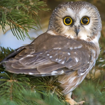 Фото в бортжурнале Renault Twingo I