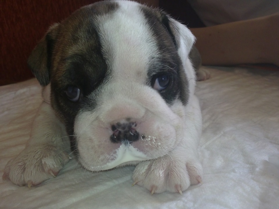 Бульдоги в добрые руки в москве