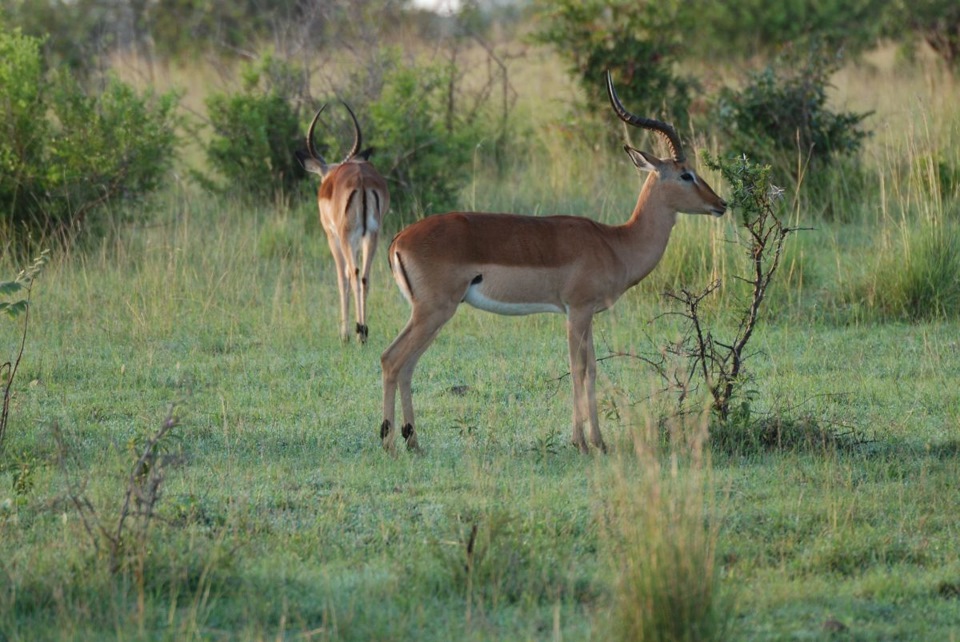 Сафари, часть 5 — "…изысканный бродит жираф" и другие копытные — DRIVE2