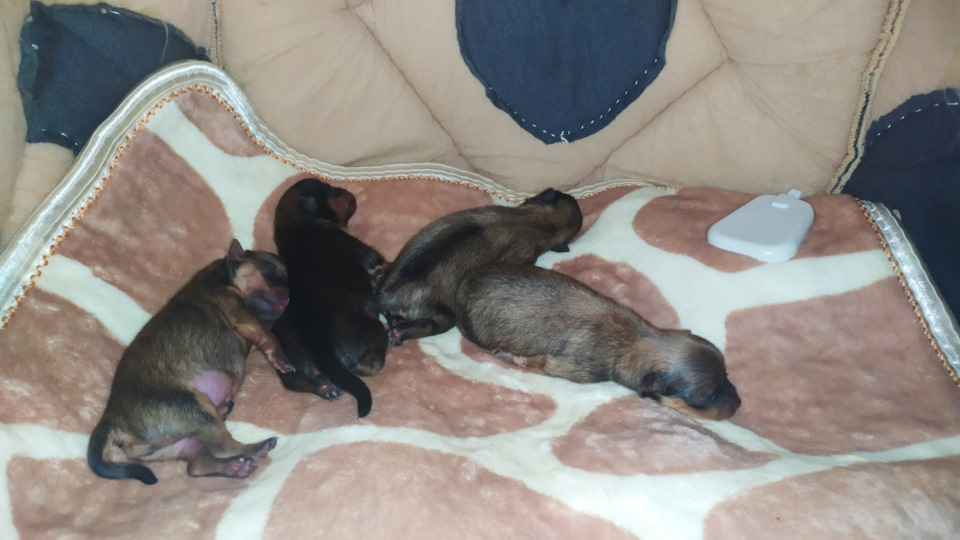 Все детки в одной ветке — Сообщество «Зверьё Моё» на DRIVE2