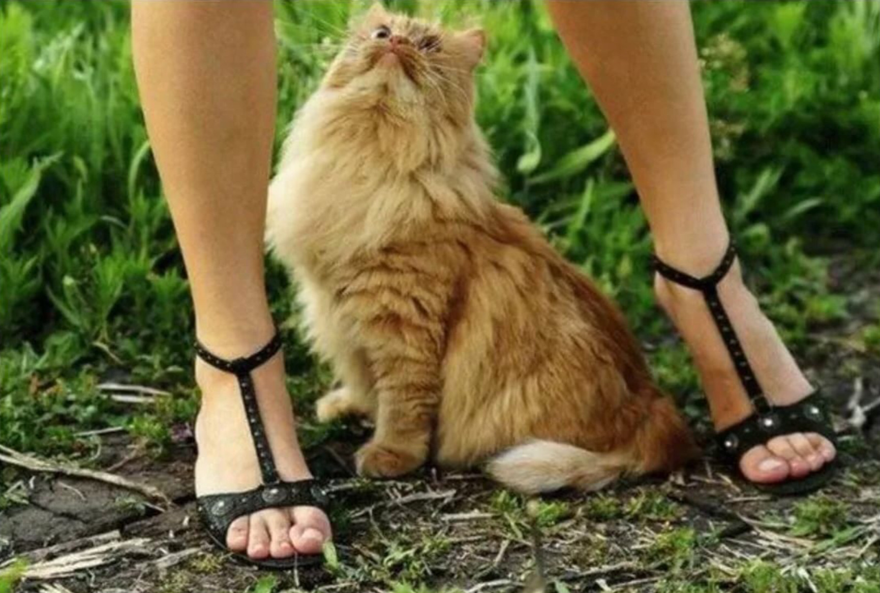 Кот на ногах у девушки