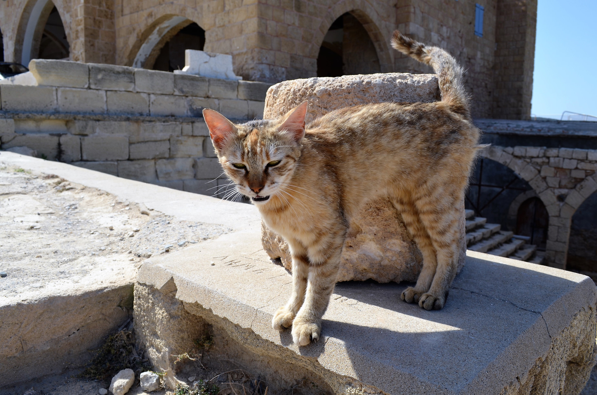 Коты на Кипре