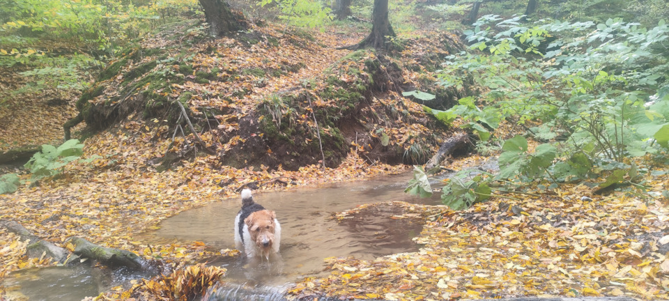 купальный сезон в разгаре! — Mitsubishi Pajero (4G)