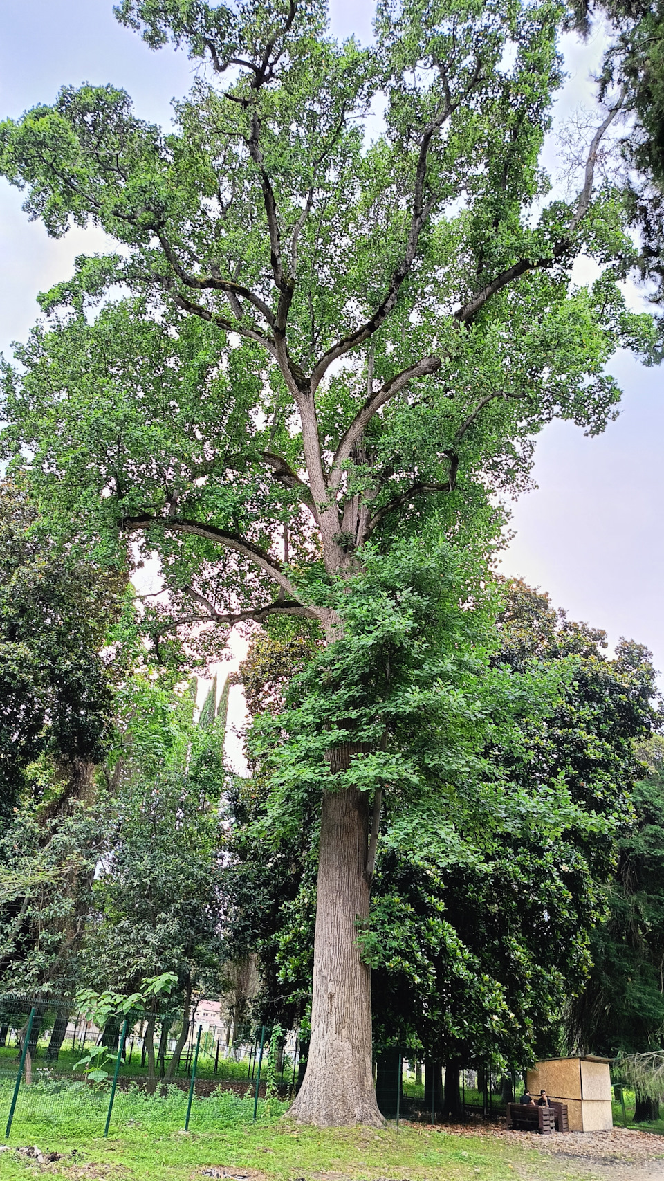 Тюльпановое дерево — Subaru Impreza (GD/GG)