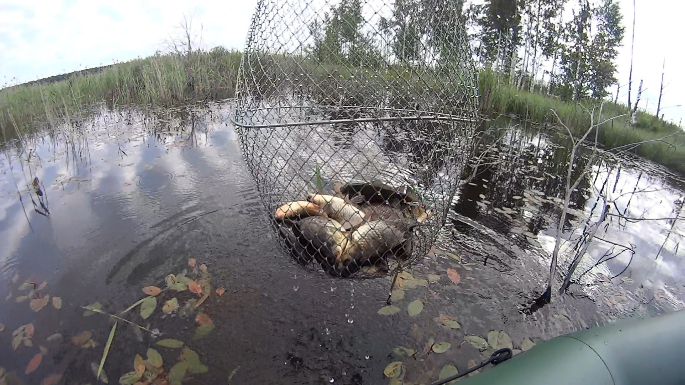 Карась золотой (Carassius carassius) или Сrucian carp GameFishing - Трофейная ры