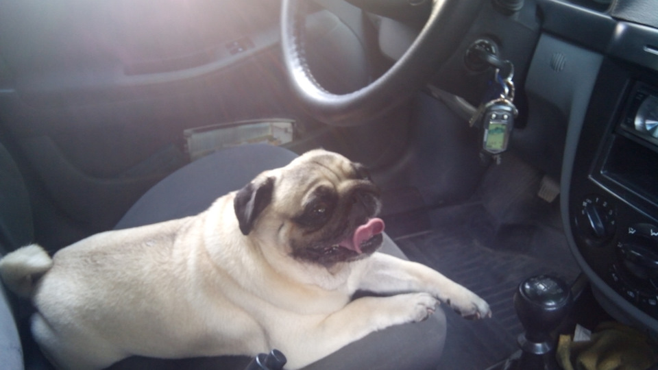 Услуга \"трезвый\" водитель…но немного волосатый) — Сообщество «Зверьё ...