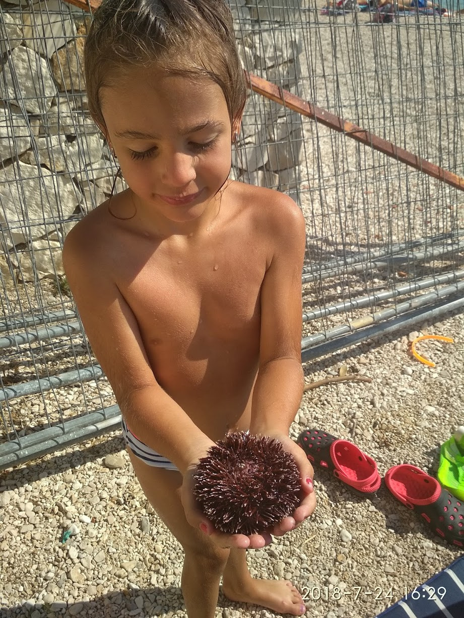 А это ежик, морской ёжик. Мама наша словила в палец в прошлом году такого. — Renault Espace (4G)