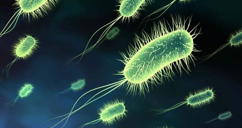 40 бактерий. Хищные бактерии цианобактерии. Длинные бактерии. 4 Бактерии. Реснитчатые бактерии.