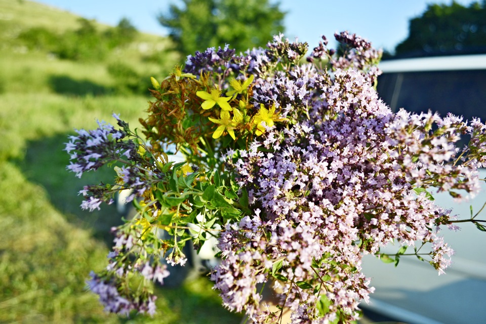 чабрец зверобой трава. душица и зверобой. зверобой душица мята. зверобой мята душица чабрец. зверобой душица чабрец.