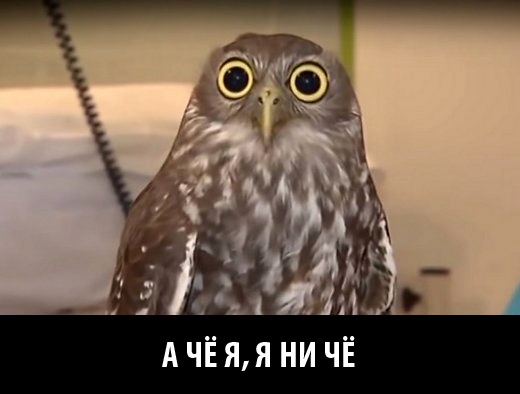 Сколько лет мему а я думала сова
