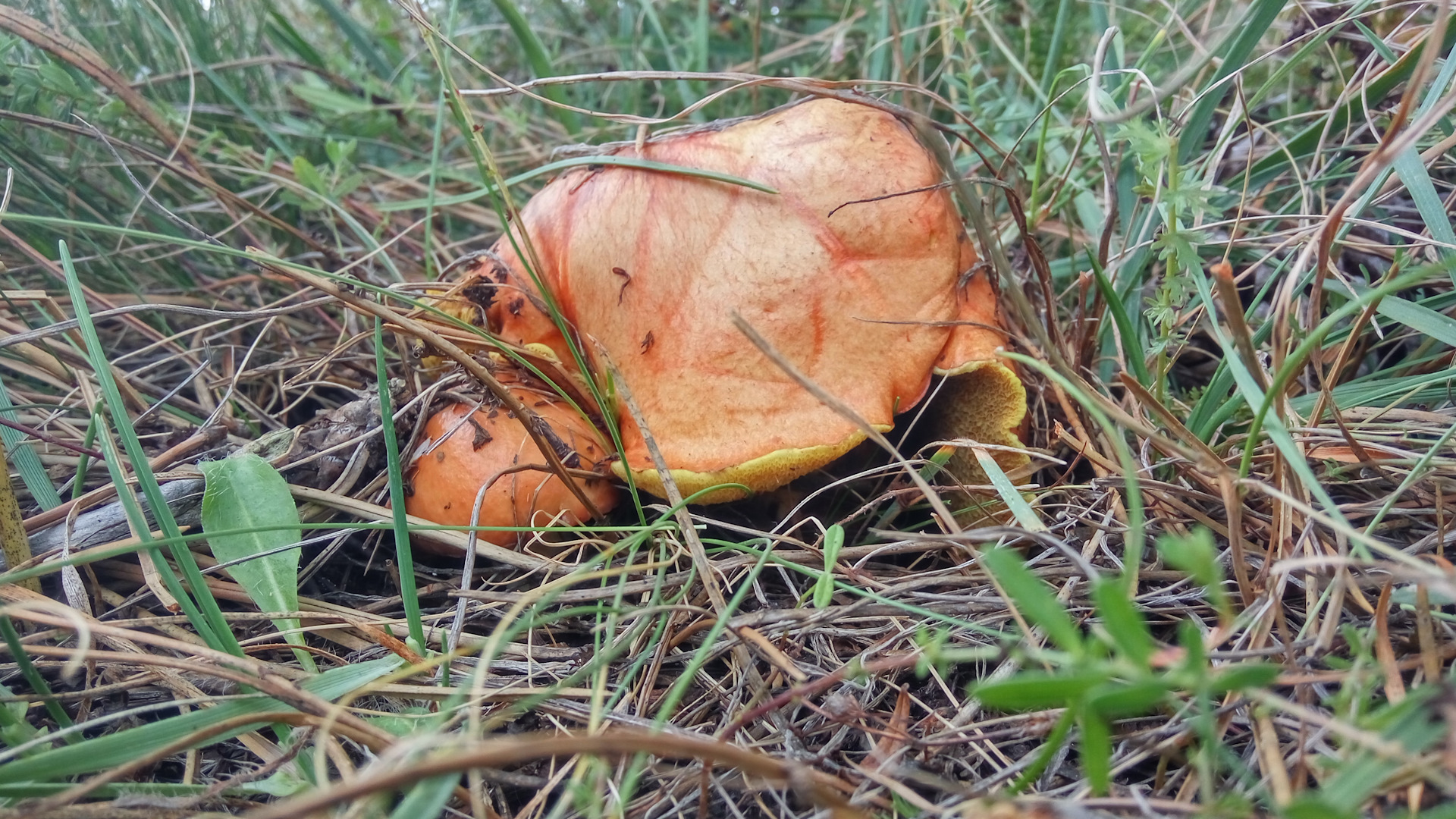 степные крымские грибы съедобные фото