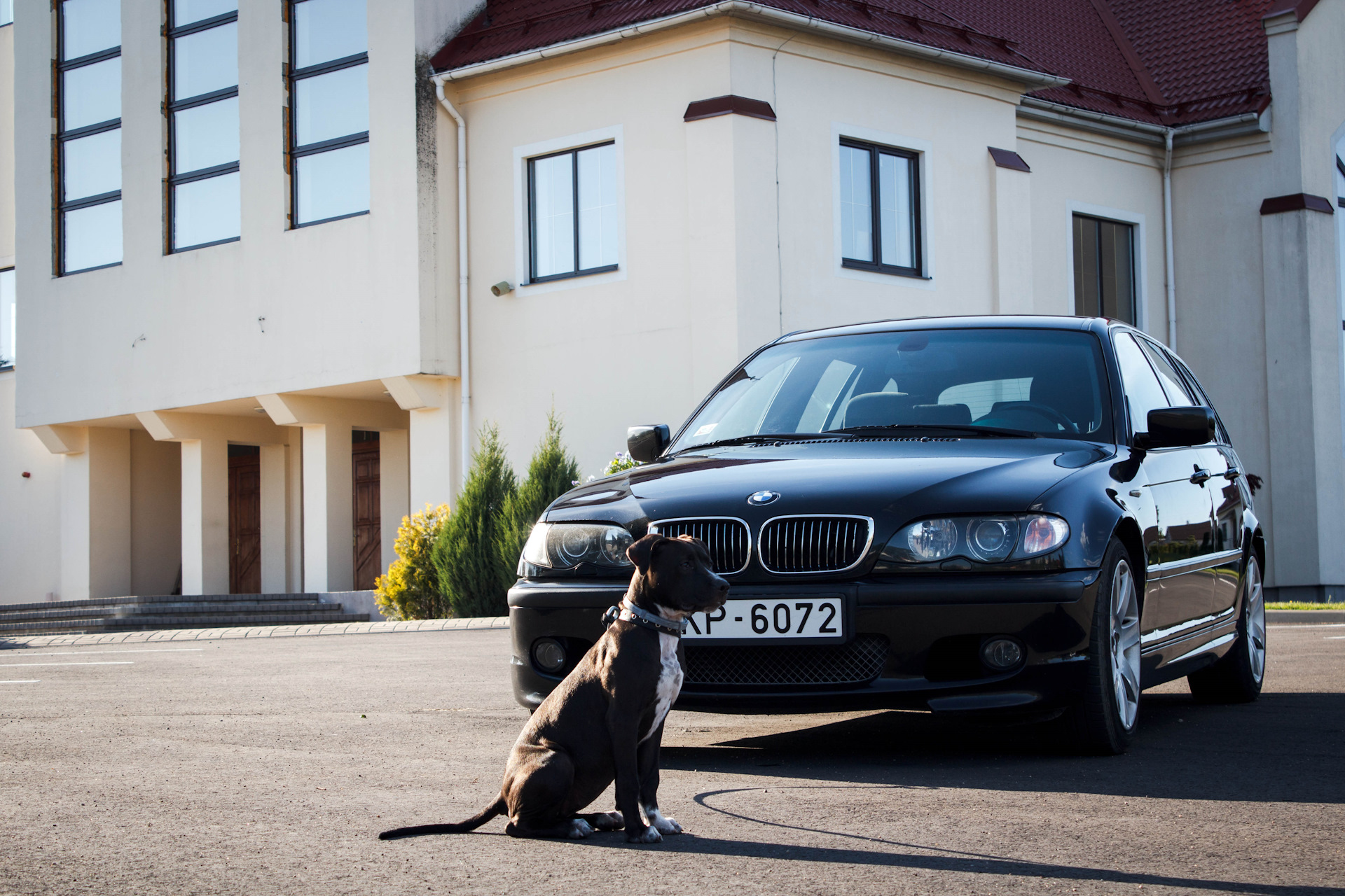 BMW e46 Доберман