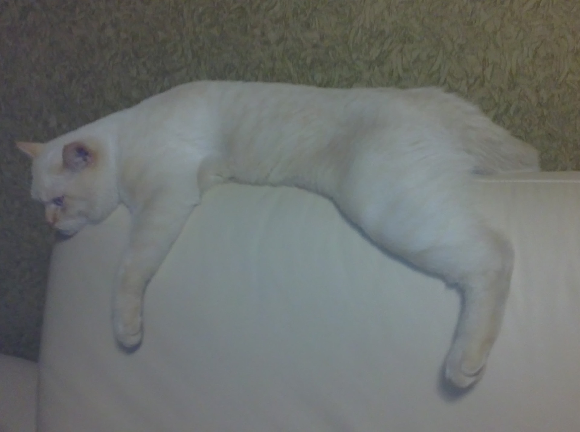 Мой Котий 2 — DRIVE2