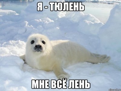 я тюлень мне все лень фото онлайн я тюлень мне все лень фото