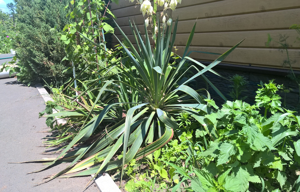 Фото в бортжурнале Audi 100 (C4)