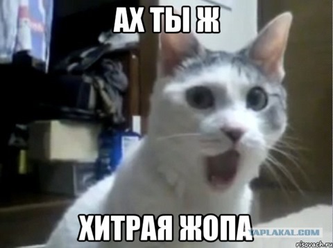 Удивленный кот