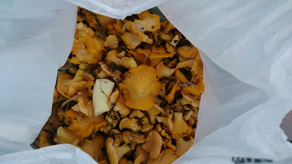 В лес, по грибы да по ягоды) — Skoda Octavia A5 Mk2, 1,6 л, 2013 года ...