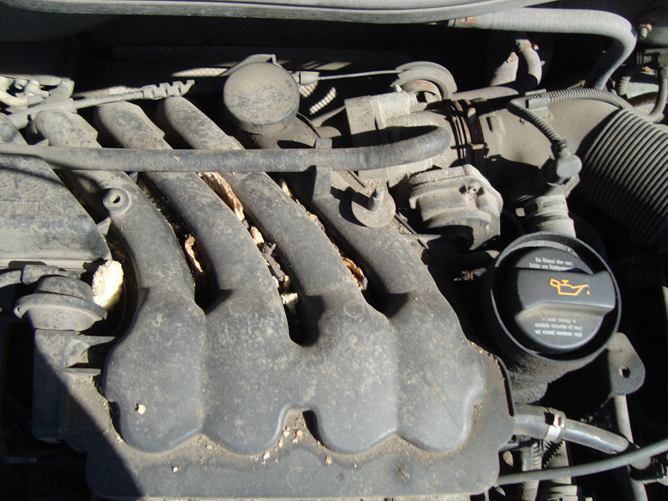 Её поляна — Volkswagen Bora (1G)