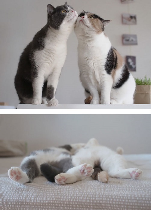 Любовь котики картинки