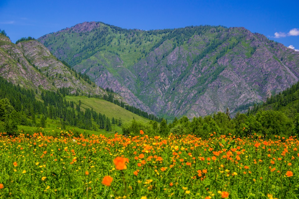 Жарки в Саянах