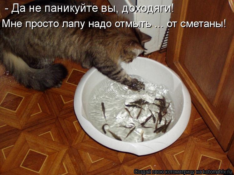 Про котов приколы