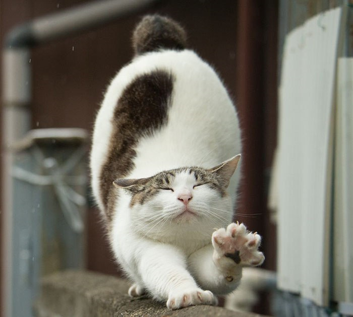 Японский котик