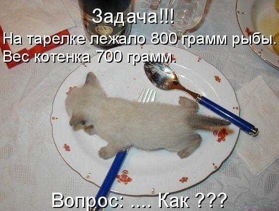 Шутки про котов