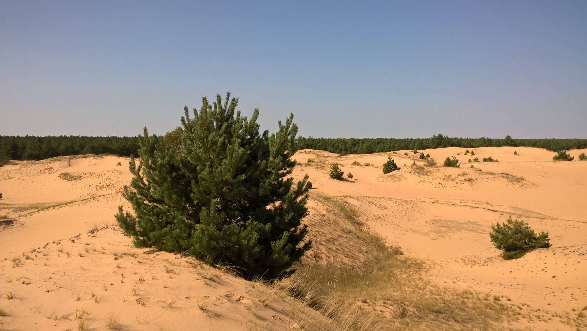 донская сахара воронежская область. воронеж сахара. донская сахара (урочище дюнные всхолмления). петропавловская пустыня воронежской. донская сахара воронежская область дюны.