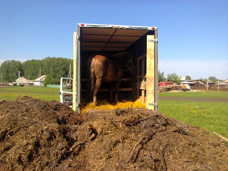 живой груз))) — ГАЗ Газель, 3,4 л, 2007 года | другое | DRIVE2