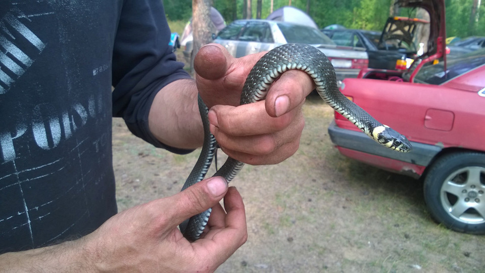Уж, глядя на нас, тоже захотел себе Ауди :) — Audi 100 (C4)
