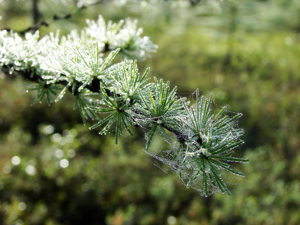 Лесная прогулка на Ункуре.1 часть. — DRIVE2