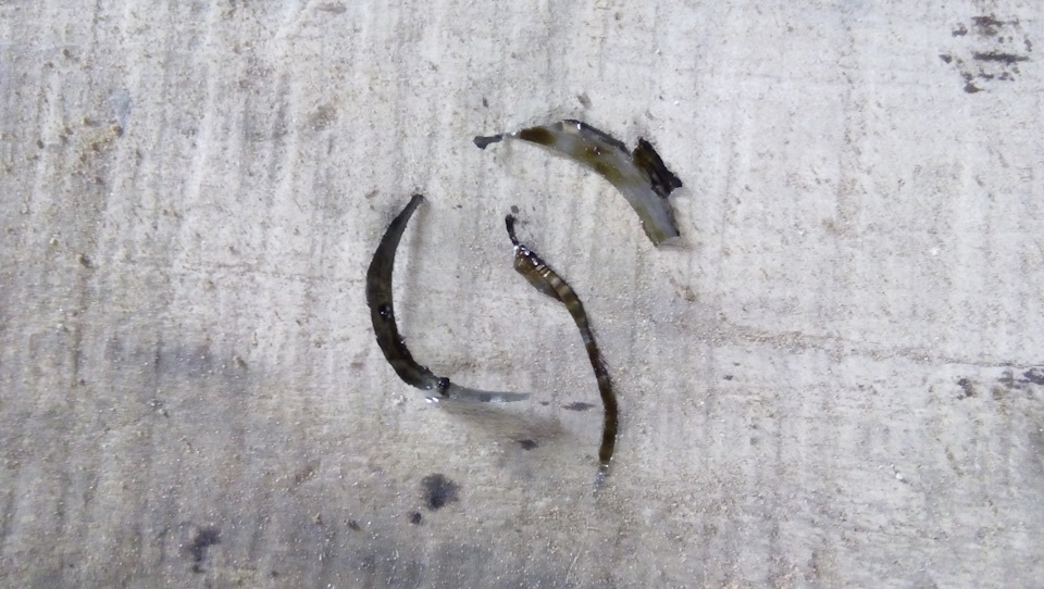 давит масло через передний сальник коленвала — Сообщество «Toyota Club ...