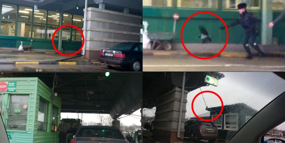Ворона обокрала гражданина Эстонии на российской границе — DRIVE2