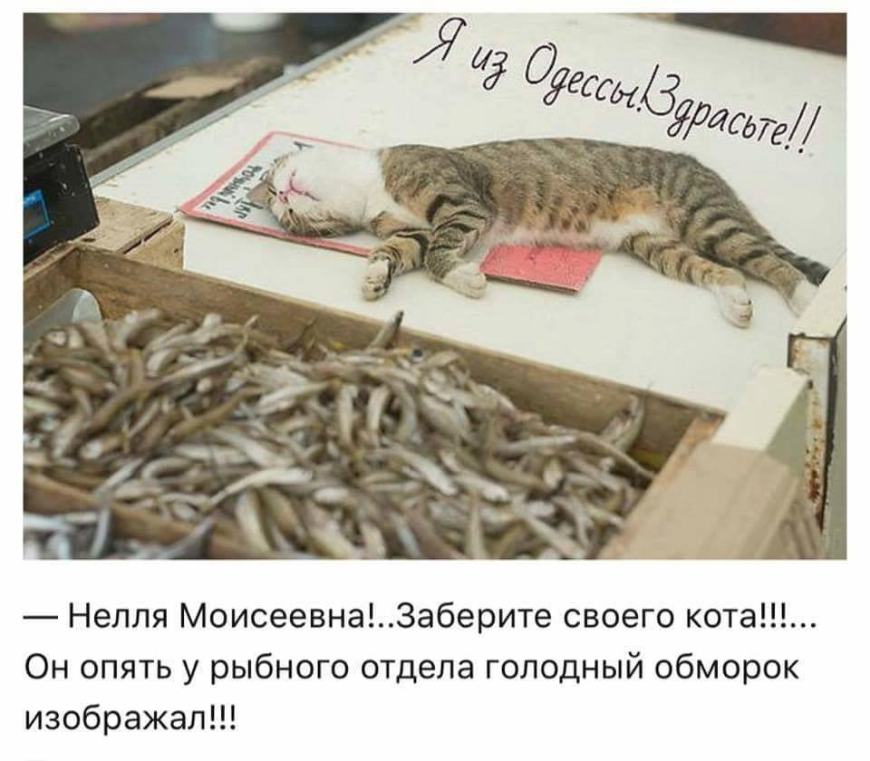 Котик Умер Картинки