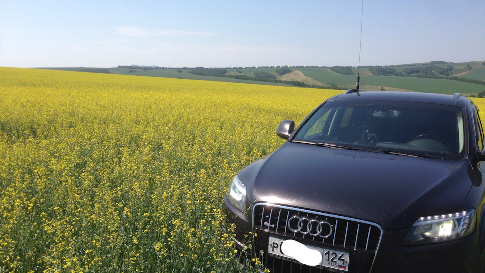 Audi q7 bug